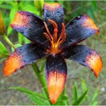 Rare Lilium Plant